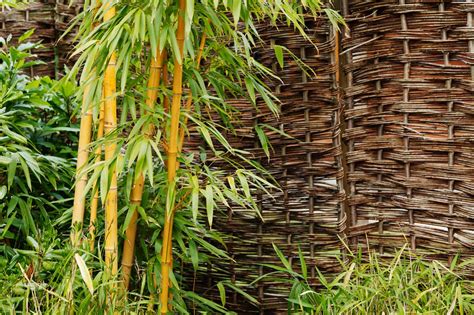 Bambú: Cómo Detener La Invasión.